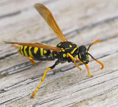 Il existe une gamme assez large de produits importés pouvant être utilisés après des piqûres d'insectes.