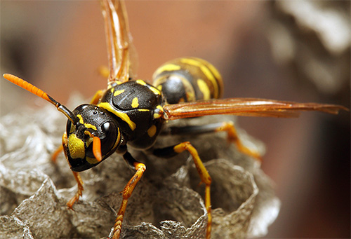 La photo montre une guêpe à papier