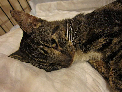 Si l'état de l'animal s'aggrave, il doit être emmené à l'hôpital dès que possible.