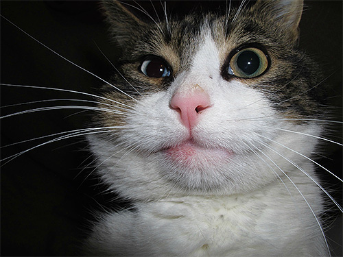 Il existe des situations particulières lorsqu'un animal après une piqûre de guêpe doit être emmené d'urgence chez le vétérinaire.