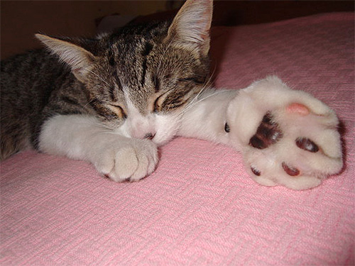 Parfois le gonflement atteint une taille impressionnante...