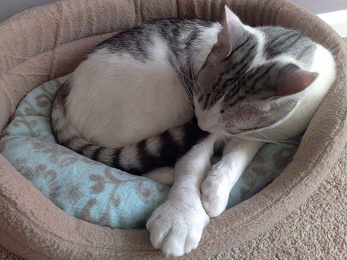 Une réaction typique à une piqûre de guêpe est un gonflement de la zone touchée, son gonflement.