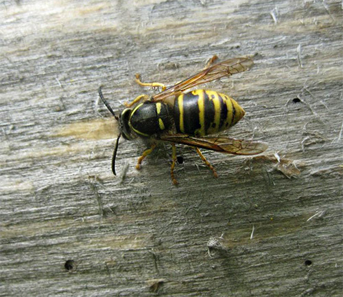 Parfois, une réaction allergique systémique peut se développer avec des conséquences graves ...