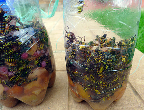 En ajoutant une substance toxique inodore à l'appât, la procédure de libération des insectes piégés du piège peut être grandement simplifiée.