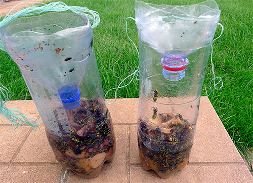 L'instinct ne permet pas aux guêpes de sortir du piège...