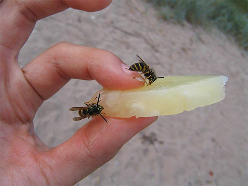 Parfois, la réaction du corps au venin d'insecte peut être si rapide que la victime n'a tout simplement pas le temps de fournir l'assistance nécessaire.