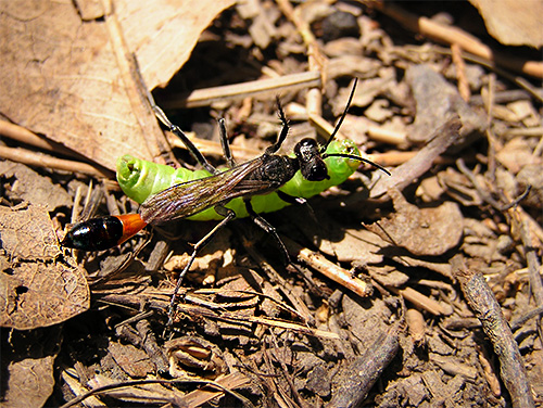 Les piqûres de guêpes routières sont considérées comme très douloureuses.