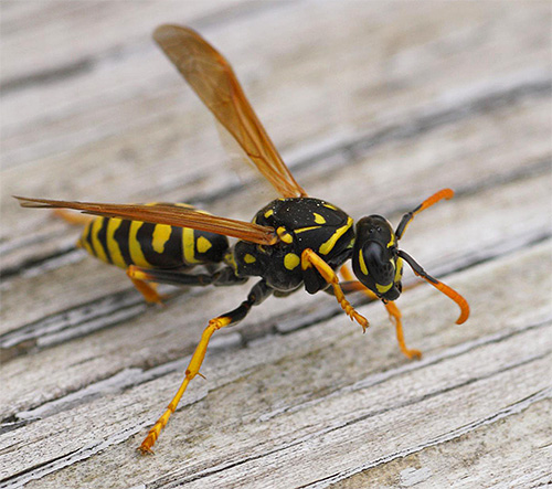 De nombreux médicaments pour soulager les démangeaisons et l'enflure après une piqûre de guêpes ou d'autres insectes ne conviennent pas aux femmes enceintes.
