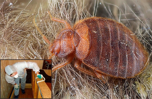 Le marché des services de destruction des punaises de lit à Moscou est rempli d'une variété d'entreprises, et comment une personne ordinaire peut-elle déterminer laquelle est la meilleure pour confier le traitement de sa propre maison? ..