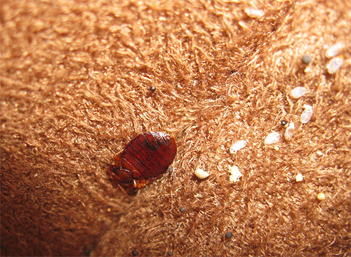 La photo montre une punaise de lit ainsi que des œufs sur le matelas du lit