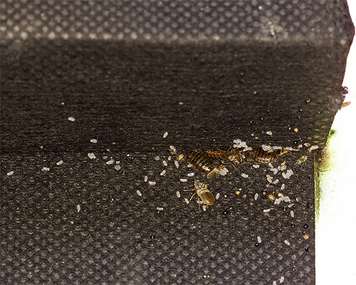 Certaines entreprises privées peuvent également s'appeler stations sanitaires et épidémiologiques, bien qu'elles n'aient rien à voir avec SES.