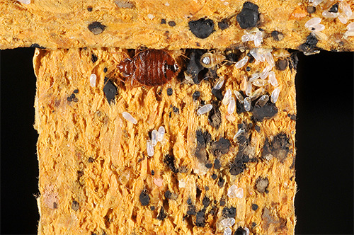 Accumulation de punaises de lit dans le canapé.