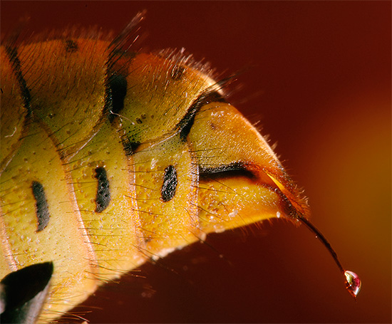 Le poison des guêpes et des frelons provoque souvent une baisse de la tension artérielle et une perte de conscience.
