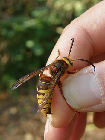 L'intensité de la réaction allergique du corps à la piqûre d'un insecte particulier dépend de la présence des anticorps correspondants dans le sang humain.