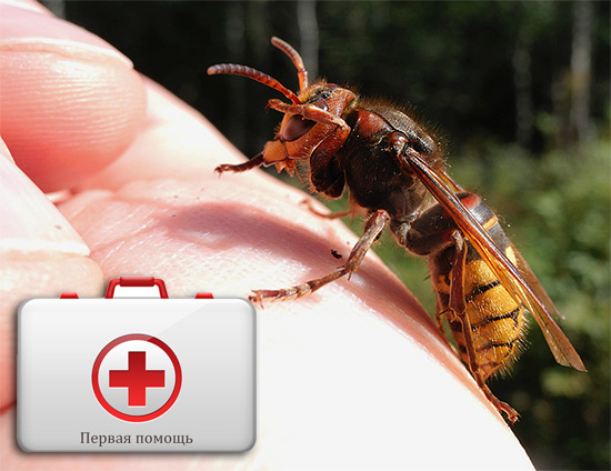 Voyons ce qu'il faut faire en premier lorsqu'il est mordu par un frelon afin d'éviter de graves conséquences pour la santé ...