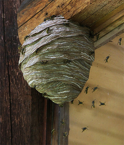Si l'habitation des insectes est située trop près d'une maison en bois, il est absolument impossible d'utiliser le feu.