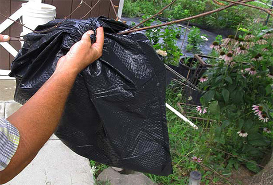 L'insecticide est versé dans un sac qui s'enroule autour d'un nid de frelons.