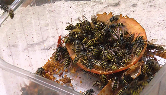 Les appâts liquides contenant du poison peuvent être versés dans une soucoupe ou un autre récipient plat ...