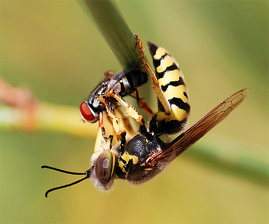 Les guêpes peuvent être utiles en ce qu'elles détruisent les petits parasites du jardin.
