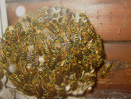 Les nids de guêpes peuvent constituer une menace directe pour la santé humaine