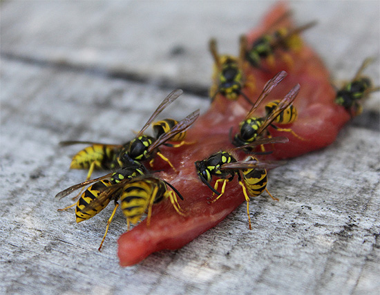 Les insectes se sont assemblés à un morceau de viande