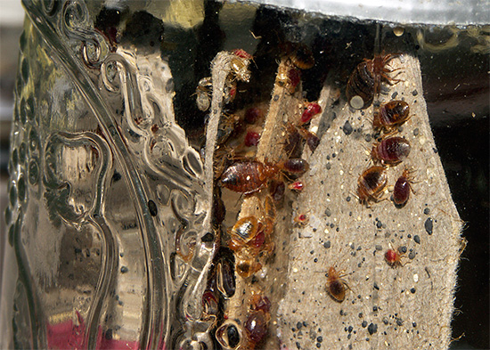 L'utilisation simultanée de trois insecticides dans Xulat Micro ne permet pas de développer une résistance à l'agent dans la population d'insectes.