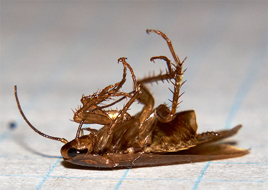 Les particules actives d'insecticide resteront longtemps sur les surfaces traitées.