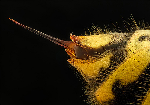 La photo montre la piqûre d'un frelon - elle est lisse (et l'abeille a une extrémité dentelée)