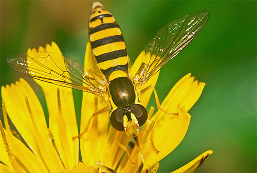 Le syrphe en raison de sa coloration a une apparence plutôt menaçante.