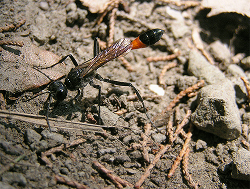 Et voici à quoi ressemble une guêpe des routes