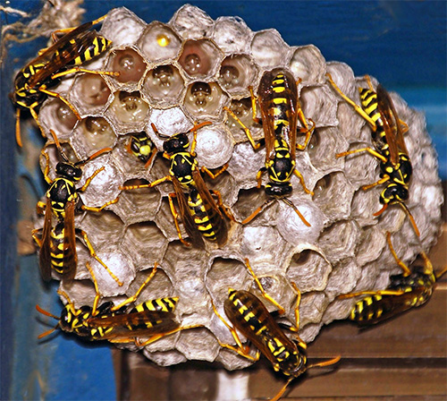 En fin de saison, les habitants du nid sont pour la plupart tués.