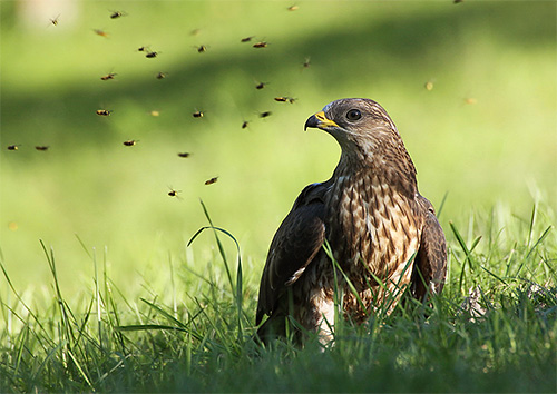 Buse à miel entourée d'insectes dérangés