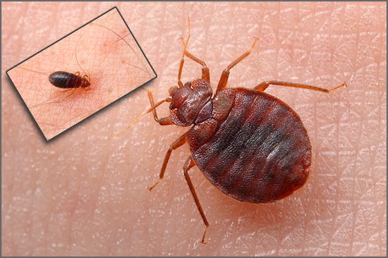 Essayons de comprendre comment les punaises de lit commencent même dans les appartements et les maisons les plus propres ...