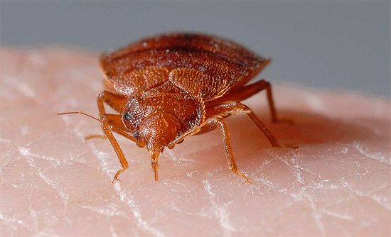 La photo montre clairement l'appareil de succion de l'insecte, composé de deux tubes.