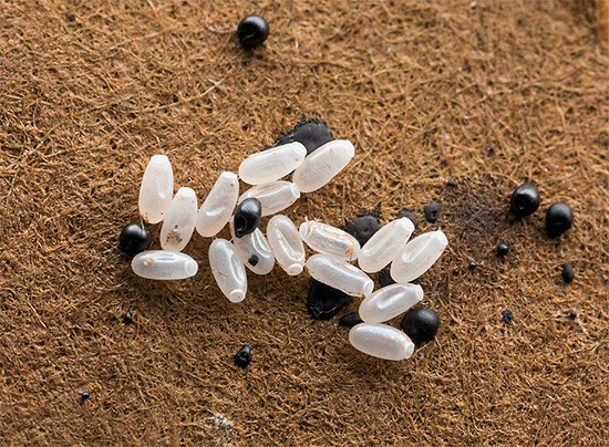 La photo montre les œufs et les excréments de punaises de lit