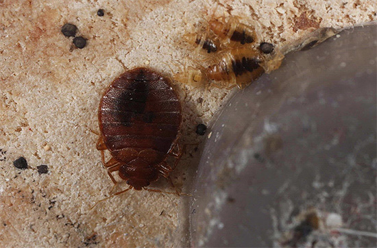 Dans un logement vacant depuis longtemps, les punaises de lit peuvent hiberner, puis s'en réveiller.