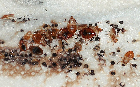 En voyant quelques punaises de lit dans la maison, vous pouvez être sûr que quelque part il y en a déjà tout un nid.