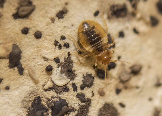 L'apparition de punaises de lit dans la maison est également indiquée par leurs excréments, retrouvés périodiquement près du lit.