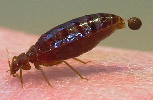 Et c'est ainsi que, en fait, les excréments de punaises de lit apparaissent