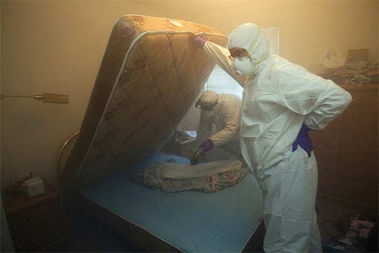 Des exterminateurs professionnels au travail...