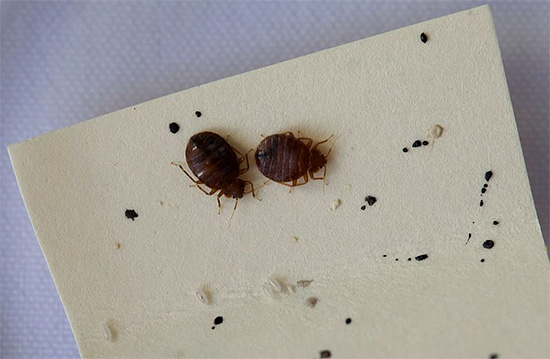 L'une des raisons de la propagation active des punaises de lit est la migration des personnes.