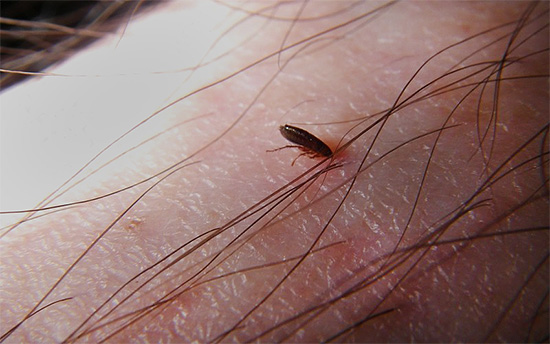 Mais avec l'aide de remèdes populaires seuls, il est peu probable qu'il soit possible de détruire les puces ...