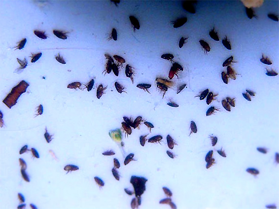 Assurez-vous de traiter les puces et le lit d'un animal de compagnie.