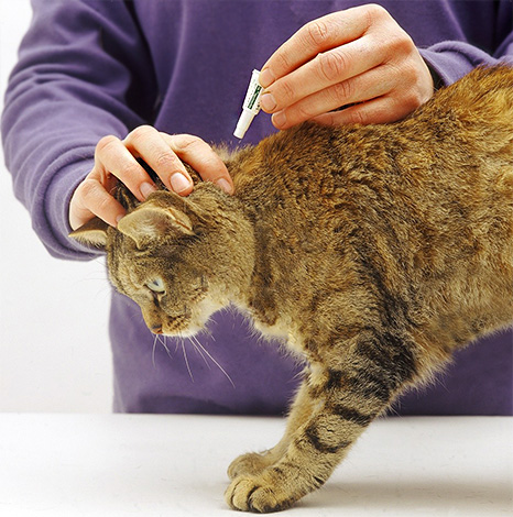 Les préparations qui détruisent les puces directement sur l'animal comprennent, par exemple, des gouttes spéciales sur le garrot.