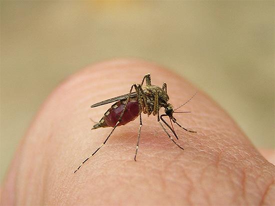 De tels dispositifs seront particulièrement pertinents pour la destruction des moustiques à l'intérieur.