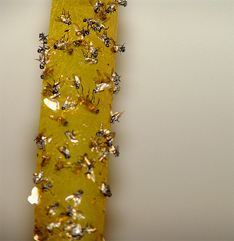 Et ceci est un ruban adhésif suspendu avec des mouches collées dessus.