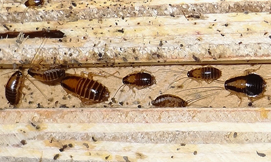 La zone Delta détruit même les cafards qui ont développé une résistance à certains autres insecticides.