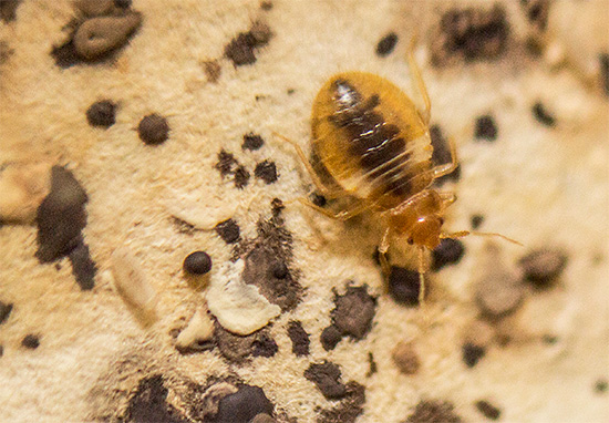 Souvent, le médicament est utilisé par les services professionnels de lutte antiparasitaire lors du traitement des locaux résidentiels contre les punaises de lit.