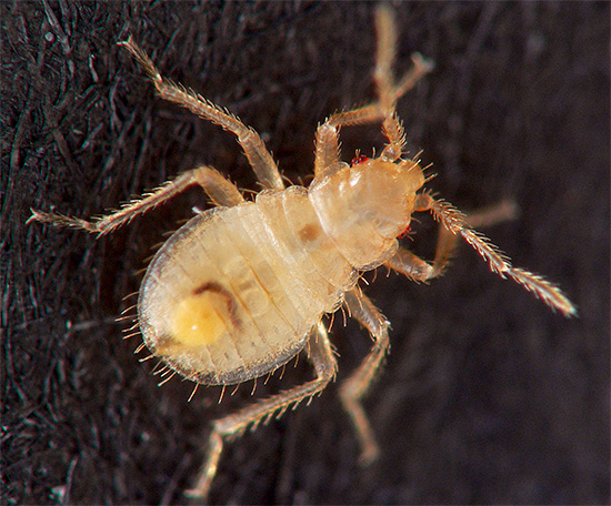 L'action résiduelle prolongée de l'agent Delta Zone entraîne ensuite la mort de toutes les larves issues des œufs - dès qu'elles passent sur la surface préalablement traitée.