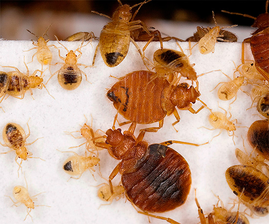 L'outil vous permet de vous débarrasser efficacement des punaises de lit par vous-même, sans recourir aux services de services professionnels de lutte antiparasitaire.